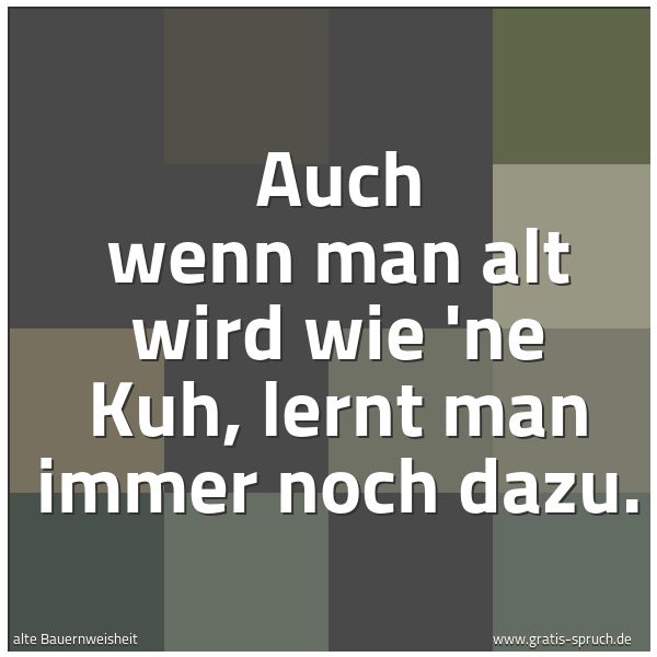 Spruchbild mit dem Text 'Auch wenn man alt wird wie 'ne Kuh,
lernt man immer noch dazu.'