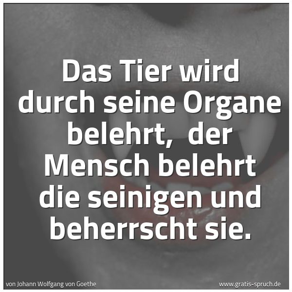 Spruchbild mit dem Text 'Das Tier wird durch seine Organe belehrt,
der Mensch belehrt die seinigen und beherrscht sie. '