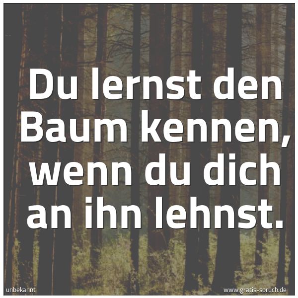 Spruchbild mit dem Text 'Du lernst den Baum kennen, wenn du dich an ihn lehnst.'